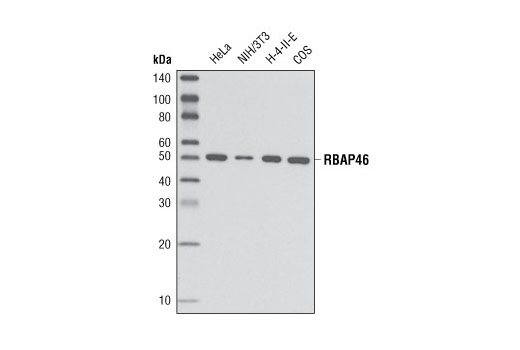 Western Blotting Image 1: RBAP46 Antibody