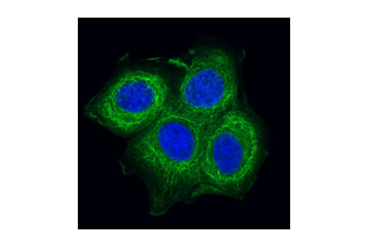 Immunofluorescence Image 2: Pan-Keratin (C11) Mouse mAb (Alexa Fluor® 488 Conjugate)