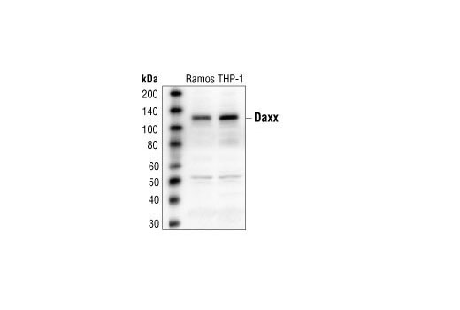 Western Blotting Image 1: Daxx Antibody
