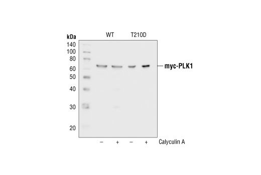 Western Blotting Image 2: PLK1 Antibody