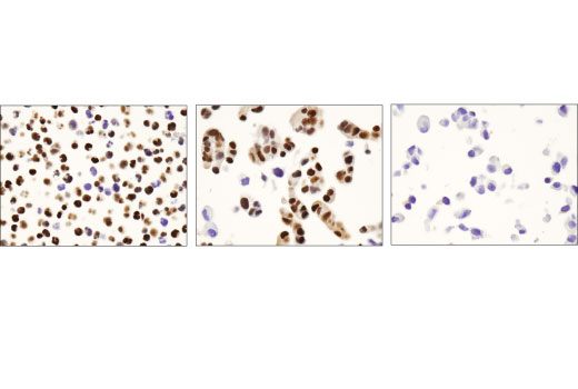 Immunohistochemistry Image 1: ERG (A7L1G) Rabbit mAb (BSA and Azide Free)