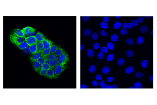 Immunofluorescence Image 1: MUC1 (VU4H5) Mouse mAb (BSA and Azide Free)