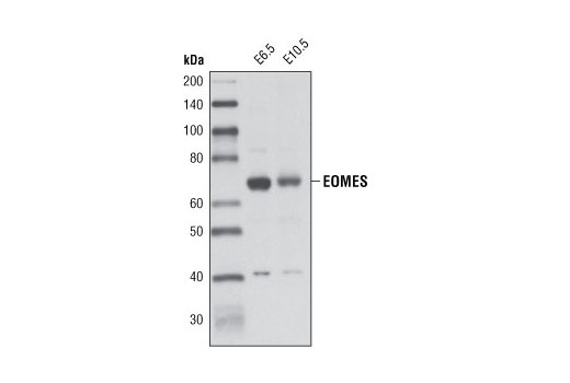 Western Blotting Image 1: EOMES Antibody