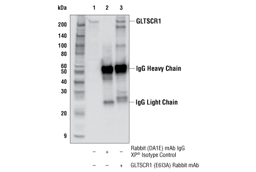 Immunoprecipitation Image 1: GLTSCR1 (E6I3A) Rabbit mAb