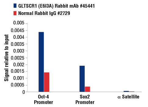 Chromatin Immunoprecipitation Image 1: GLTSCR1 (E6I3A) Rabbit mAb