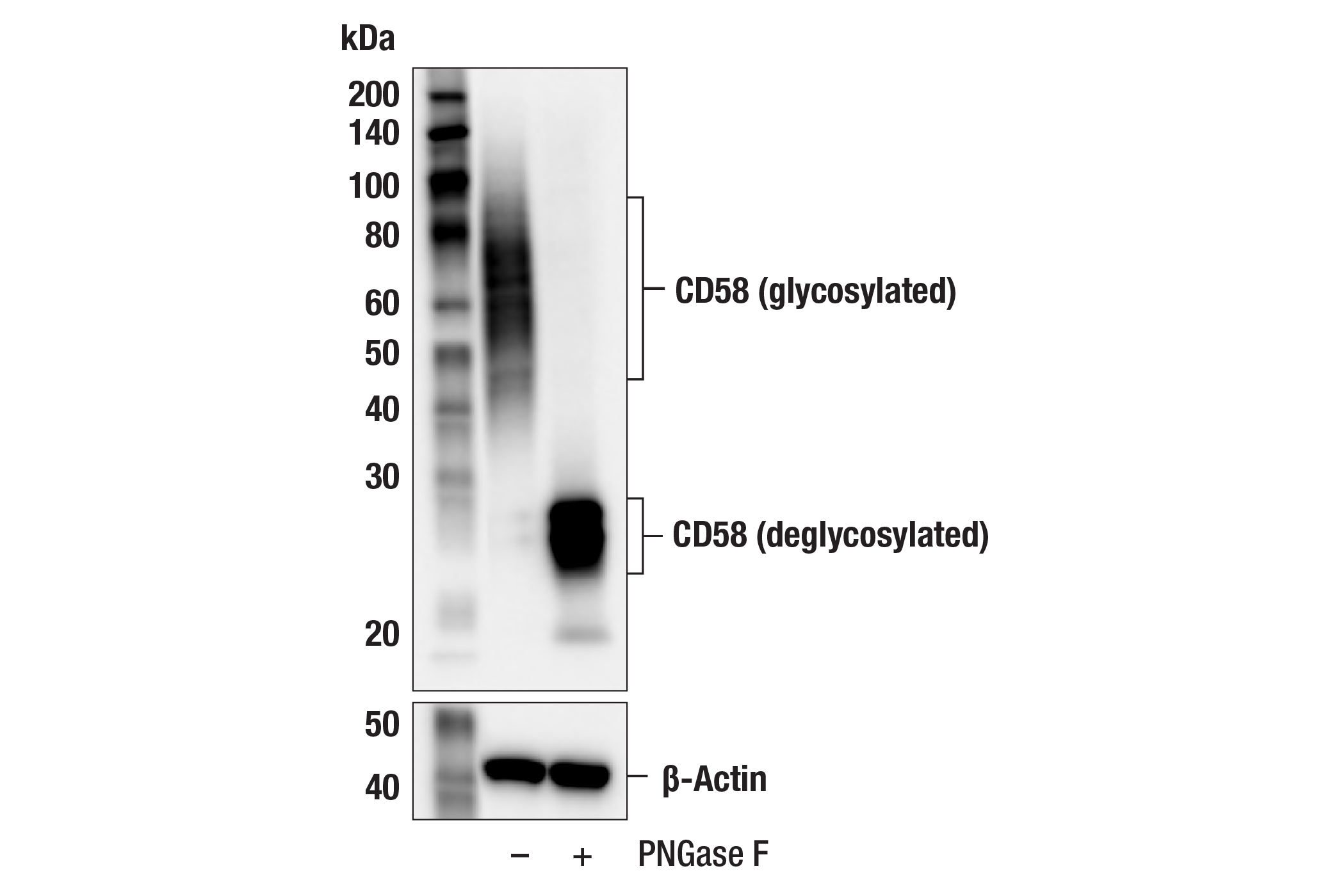 CD58 (F1C9B) Rabbit mAb | Cell Signaling Technology