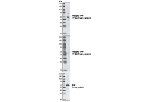 Western Blotting Image 1: Phospho-TNK1 (Tyr277) Antibody