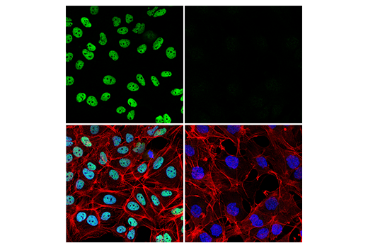 Immunofluorescence Image 1: PROX1 (D2J6J) Rabbit mAb (BSA and Azide Free)