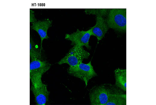 Immunofluorescence Image 1: uPAR (D7X2N) Rabbit mAb (BSA and Azide Free)