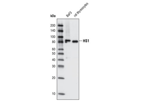 Western Blotting Image 1: HS1 Antibody (Rodent Specific)