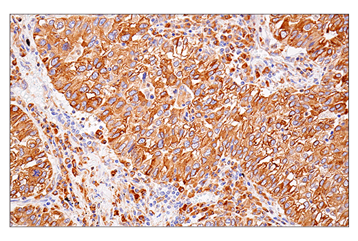 Immunohistochemistry Image 6: PDI (E7O2R) Mouse mAb