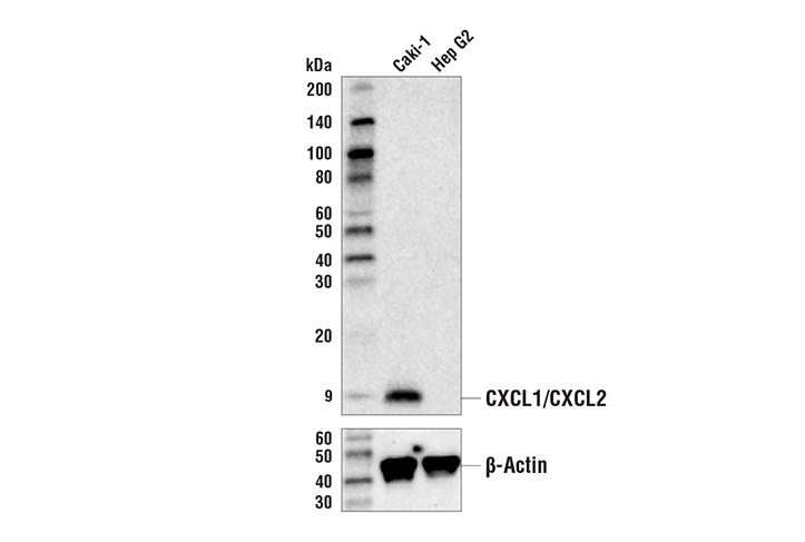 Western Blotting Image 1: CXCL1/CXCL2 (E5M6D) Rabbit mAb (Biotinylated)
