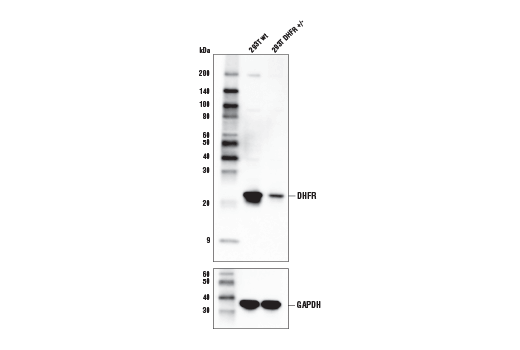Western Blotting Image 3: DHFR Antibody