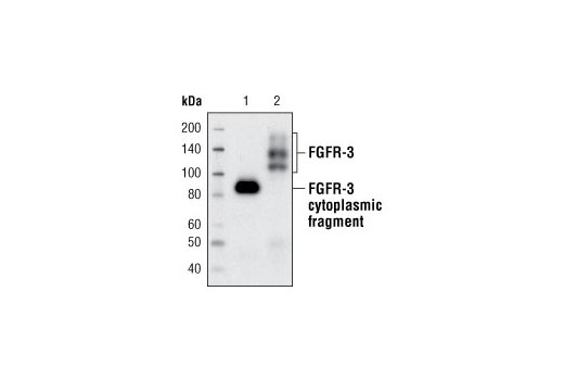 Western Blotting Image 1: FGF Receptor 3 (C51F2) Rabbit mAb (BSA and Azide Free)
