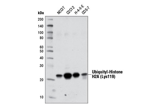 Western Blotting Image 1: Ubiquityl-Histone H2A (Lys119) (D27C4) XP® Rabbit mAb (BSA and Azide Free)
