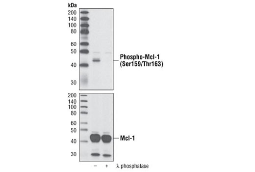 Western Blotting Image 1: Phospho-Mcl-1 (Ser159/Thr163) Antibody