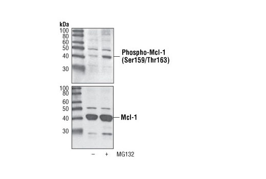 Western Blotting Image 2: Phospho-Mcl-1 (Ser159/Thr163) Antibody