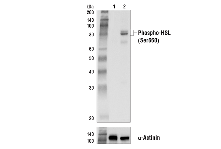 Western Blotting Image 1: Phospho-HSL (Ser660) Antibody
