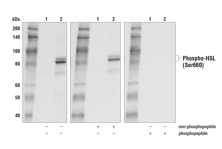 Western Blotting Image 2: Phospho-HSL (Ser660) Antibody