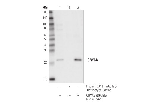 Immunoprecipitation Image 1: CRYAB (D6S9E) Rabbit mAb