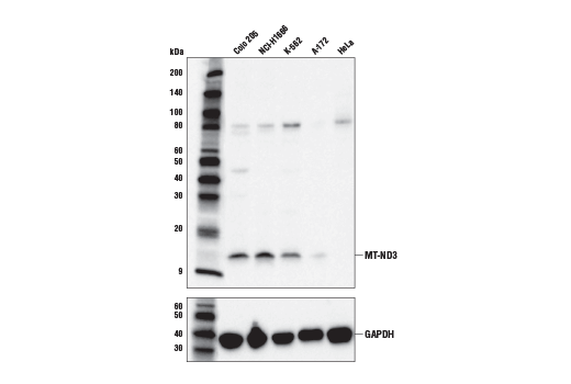 Western Blotting Image 1: MT-ND3 Antibody