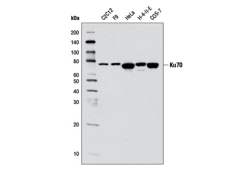  Image 6: Non-Homologous End Joining (NHEJ) DNA Repair Antibody Sampler Kit