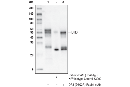 Immunoprecipitation Image 1: DR3 (D5Q2R) Rabbit mAb