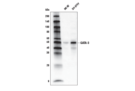 Western Blotting Image 1: GATA-3 (D13C9) XP® Rabbit mAb (Biotinylated)