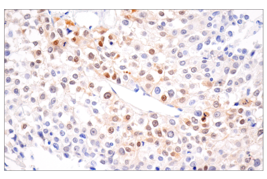 Immunohistochemistry Image 2: DUSP9 (E7O9Y) Rabbit mAb