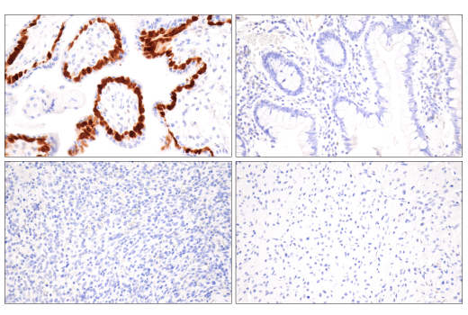 Immunohistochemistry Image 1: DUSP9 (E7O9Y) Rabbit mAb