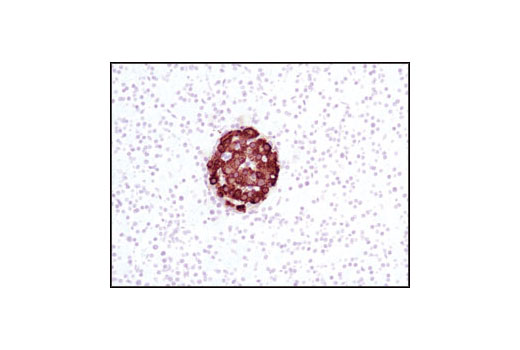 Immunohistochemistry Image 3: C-Peptide Antibody