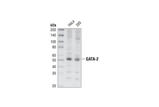 Western Blotting Image 1: GATA-2 Antibody