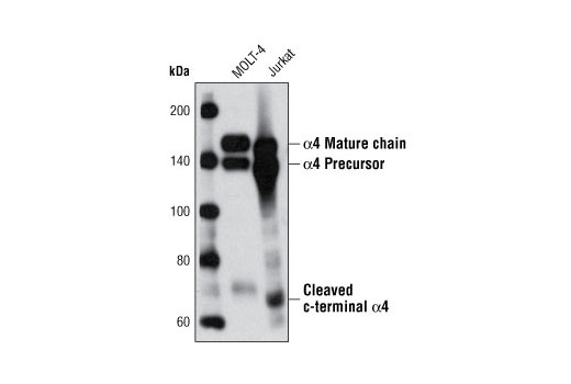 Western Blotting Image 1: Integrin α4 Antibody