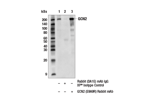Immunoprecipitation Image 1: GCN2 (E9A9R) Rabbit mAb