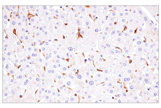 Immunohistochemistry Image 9: DAP12 (E8P9U) Rabbit mAb
