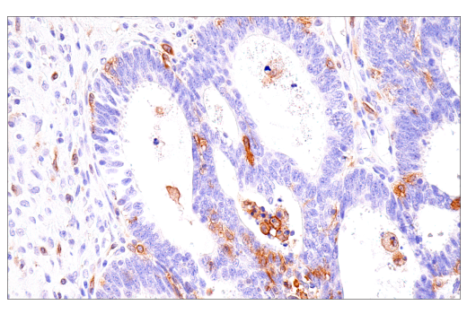 Immunohistochemistry Image 6: DAP12 (E8P9U) Rabbit mAb