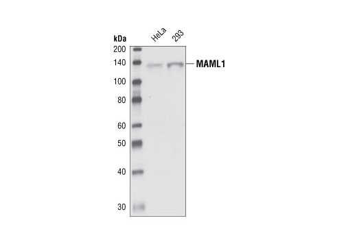 Western Blotting Image 1: MAML1 Antibody