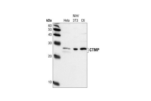 Western Blotting Image 1: CTMP Antibody