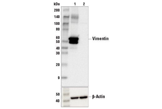 Western Blotting Image 1: Vimentin (D21H3) XP® Rabbit mAb (BSA and Azide Free)