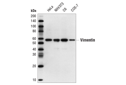 Western Blotting Image 2: Vimentin (D21H3) XP® Rabbit mAb (BSA and Azide Free)