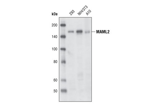 Western Blotting Image 1: MAML2 Antibody