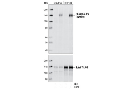  Image 2: PhosphoPlus® TrkA (Tyr490)/TrkB (Tyr516) Antibody Duet