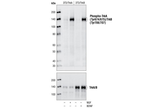  Image 5: TrkA and TrkB Antibody Sampler Kit