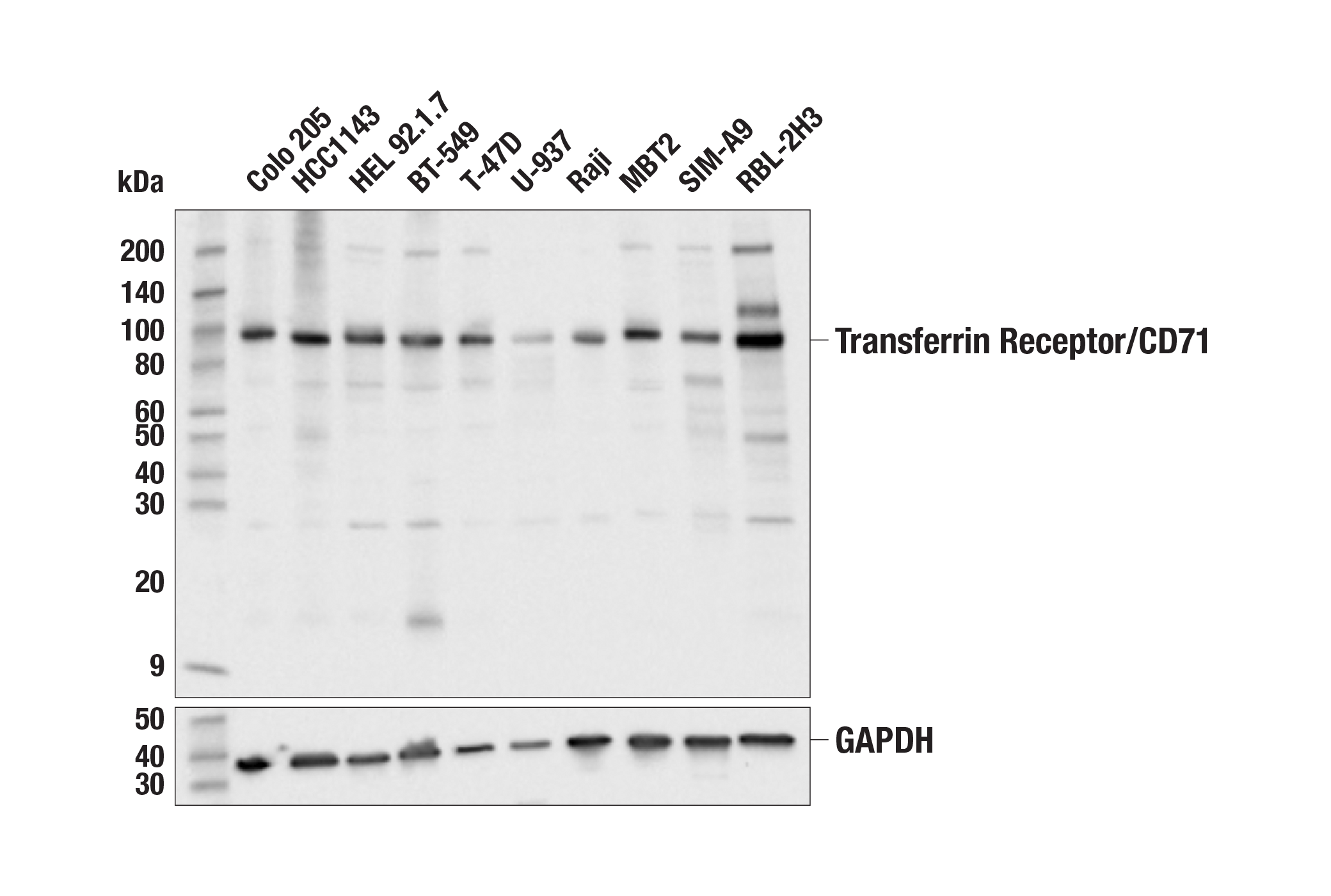 Western Blotting Image 2: Transferrin Receptor/CD71 (H68.4) Mouse mAb