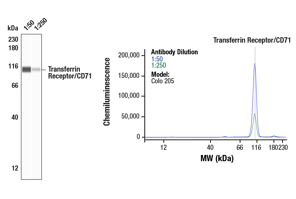 Western Blotting Image 3: Transferrin Receptor/CD71 (H68.4) Mouse mAb