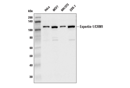 Western Blotting Image 1: Exportin-1/CRM1 (D6V7N) Rabbit mAb