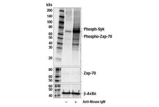  Image 2: Goat Anti-Mouse IgM, F(ab')2 Antibody (Low Endotoxin, Azide-free)