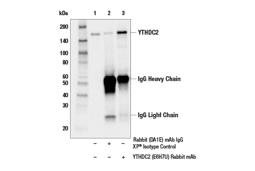 Immunoprecipitation Image 1: YTHDC2 (E6H7U) Rabbit mAb