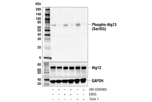 Image 2: PhosphoPlus® Atg13 (Ser355) Antibody Duet