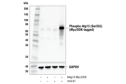  Image 4: PhosphoPlus® Atg13 (Ser355) Antibody Duet